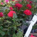 Laura Cerna - Facebook