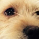 Lauralynnchaffee - @lauralynnchaffee2934 - Instagram