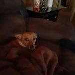 Laura Chavis - @laura.chavis.716 - Instagram