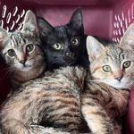 Laura Chenault - @sciencatz - Instagram