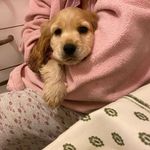 Laura Chiappetta - @chiappetta134 - Instagram