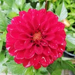 Laura Chinery - @love_garden_nature - Instagram