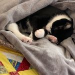 Laura Chipman - @chipman483 - Instagram