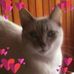Laura M Chitty R - Facebook