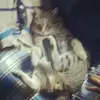 Laura Cinquini - @lauracinquini - TikTok