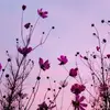lauraclaussen429 - @lauraclaussen429 - TikTok
