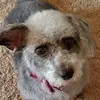 Laura Clevenger Widder - @laura.clevenger.w - TikTok