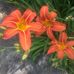 Laura Cockerham Moses - Facebook