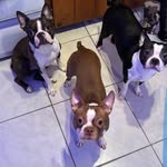 Laura Comeau - @lauracomeau36 - Instagram