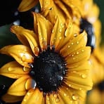 Laura Conners - Facebook