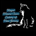 Laura LaDean Hill's Regal Maine Coon Cattery - @laura_l_hill_regal_maine_coon - Instagram