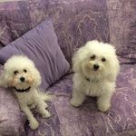Laura Cortese - @laura.cortese.5245 - Instagram