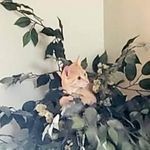 Laura Corum - @laura.klene.corum - Instagram