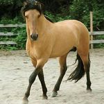 Laura Coss - @horse_love.er - Instagram