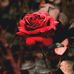 Laura Coss - Facebook