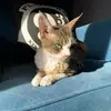Laura Coventry - @grumpycatisa - TikTok
