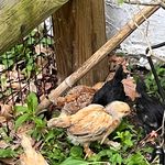 Jamey & Laura & Crew - @two.old.hens.some.chicks - Instagram