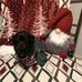 Laura Cronk - Facebook