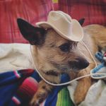 Laura Snoderly Croom - @mousemodern - Instagram