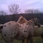Laura Crownover - @lauralcrownover - Instagram