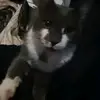 Lucy & Tommy - @laura.culleton - TikTok