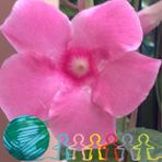 Laura Cusano - Facebook