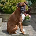 Laura Hoskin - @lauras_k9_cutts - Instagram