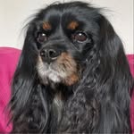 Laura Danks - @isla.the.cavalier - Instagram