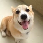 Ralph the Pembroke Welsh Corgi - @lauradaveandthedog - Instagram
