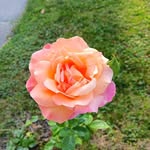 Laura Dehart - @dehart20015 - Instagram