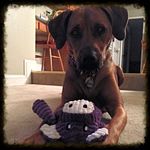 Laura DeVol - @ldogiz - Instagram