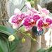 Laura Eleanora Dizon - Facebook