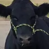 Laura Dockery - @laura.dockery - TikTok