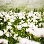 Laura Lee Drucker - @fieldsofpoppies21 - Instagram