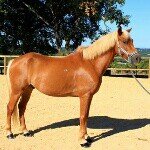 laura duclos - @lauradcl_horses - Instagram