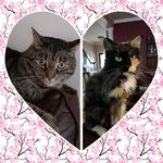 Laura Eady - @cutiecats2018 - Instagram