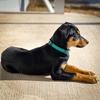 Laura Edling - @ocietheprairiekelpie - TikTok