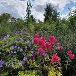Laura Eldon - @leldon - Instagram