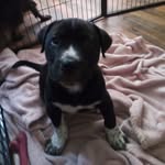 Laura Eldon - @shark_the_pup - Instagram
