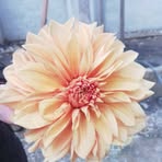 Laura Eli Rosas - Facebook