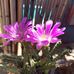 Laura Endrizzi - Facebook