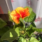Laura Ene - Facebook