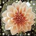 Laura Marie - Facebook