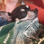 Laura Ettinger-Harwell - @ysabeauxthewonderdog - Instagram