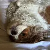laura everett - @laura.everett - TikTok