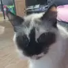 Laura Everett - @catlover9895 - TikTok