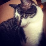 Laura Flick - @mybeautifulcats - Instagram