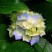 Laura Foti - Facebook