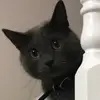 greykitty66 - @laurafulmer48 - TikTok