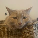 Laura Galbraith - @zellabella_the_kitten - Instagram
